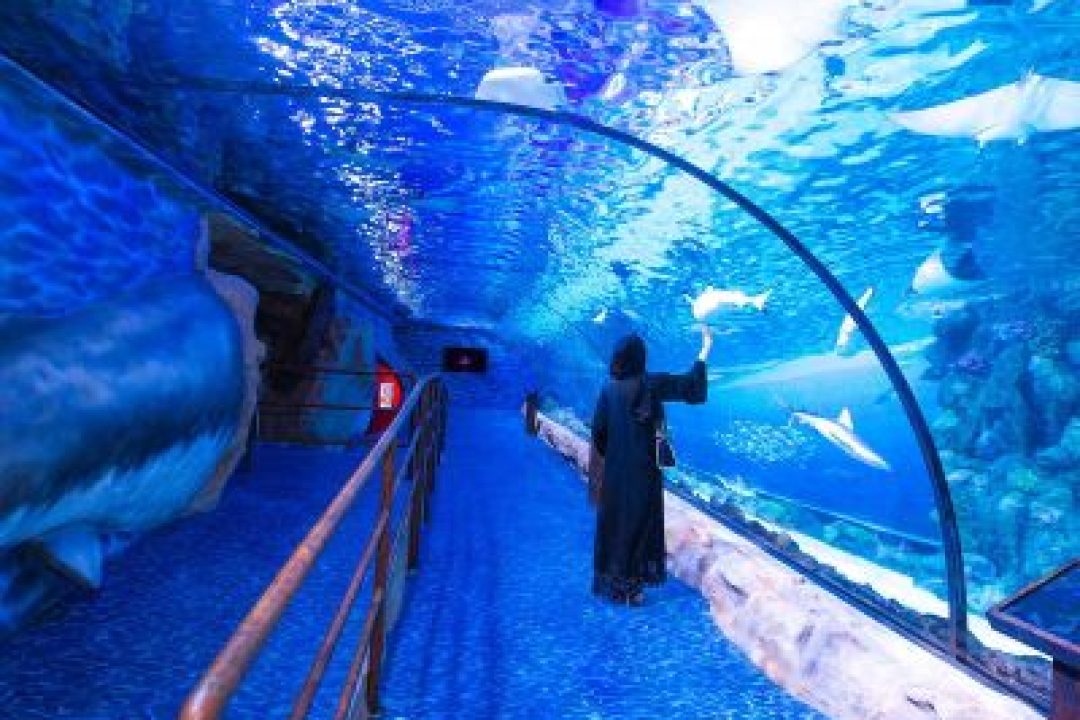 DUBAI AQUARIUM & UNDERWATER ZOO (2)