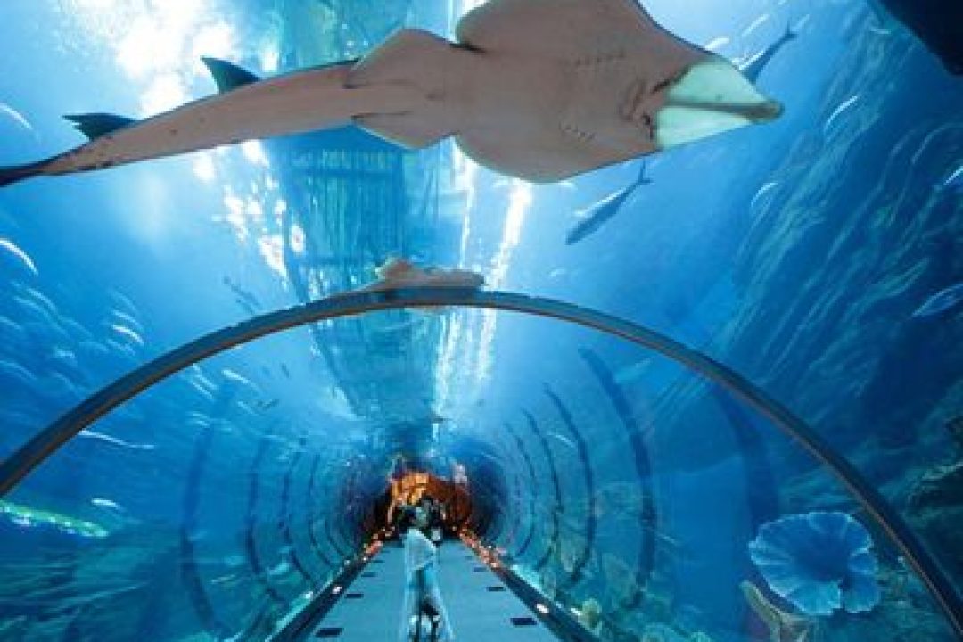 DUBAI AQUARIUM & UNDERWATER ZOO (3)