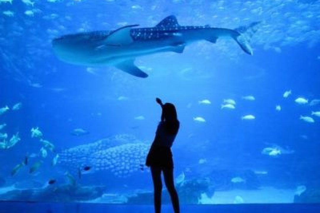 DUBAI AQUARIUM & UNDERWATER ZOO (6)