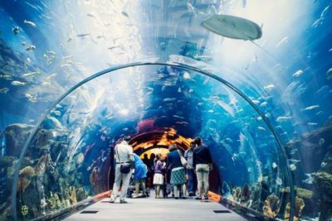 DUBAI AQUARIUM & UNDERWATER ZOO (7)