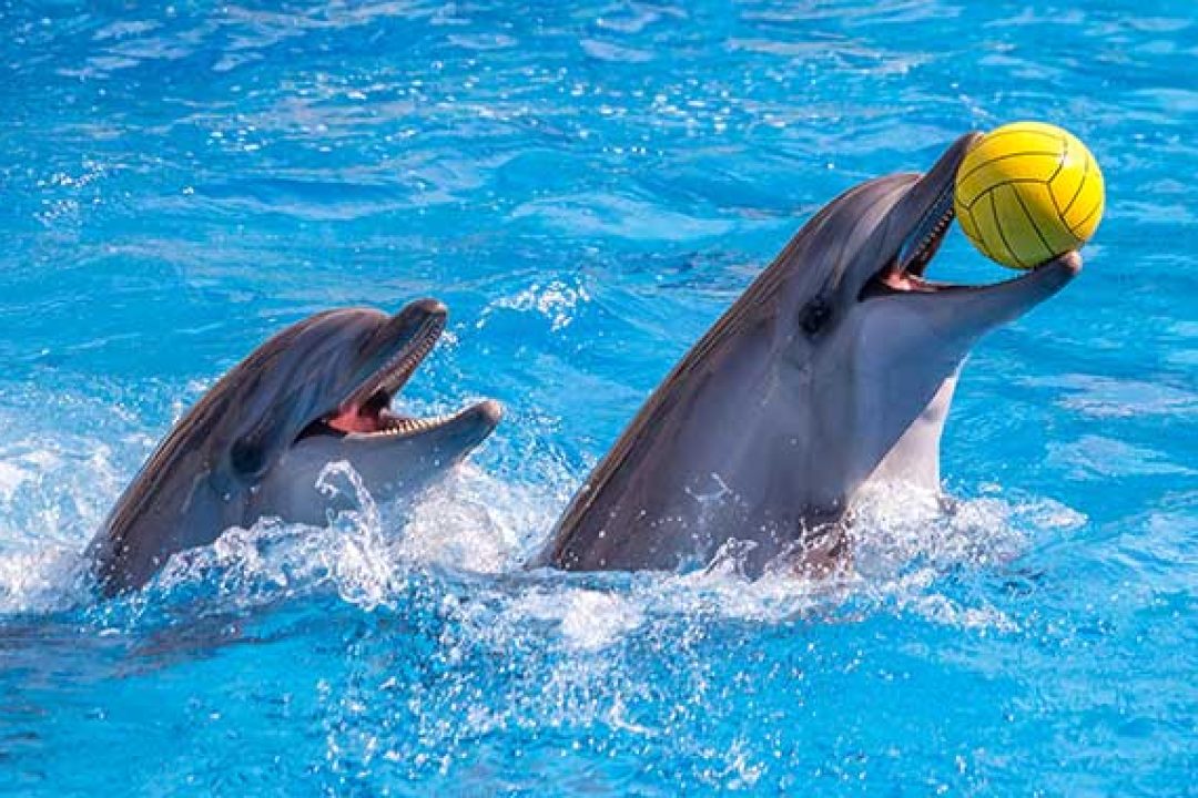 DUBAI DOLPHINARIUM (1)