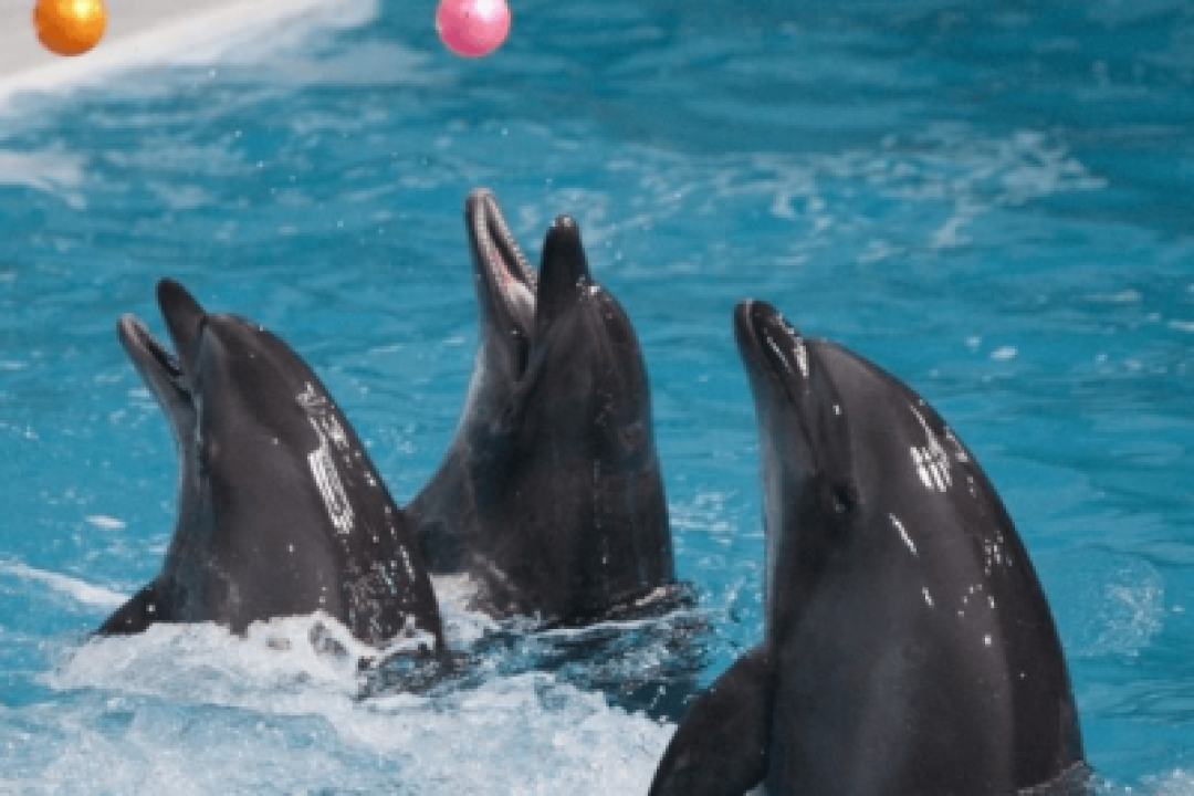 DUBAI DOLPHINARIUM (1)