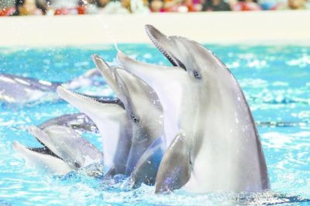 DUBAI DOLPHINARIUM (3)