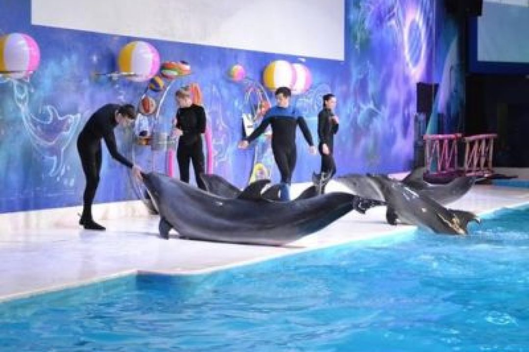 DUBAI DOLPHINARIUM (4)