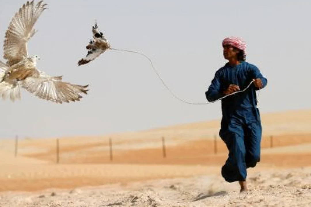 FALCON SHOW EXPERIENCE (3)