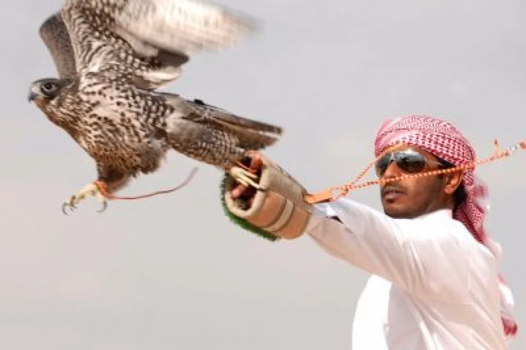 FALCON SHOW EXPERIENCE (6)